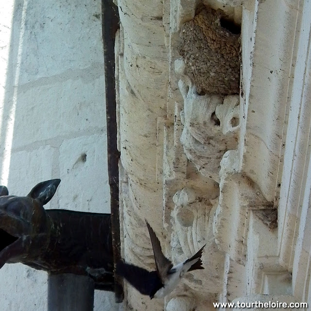 House Martin and nest, Chateau of Chenonceau.  Indre et Loire, France. Photographed by Susan Walter. Tour the Loire Valley with a classic car and a private guide.