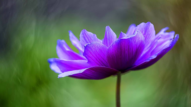 PC wallpaper with Lotus flowers