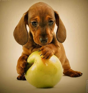 can-dogs-eat-apples