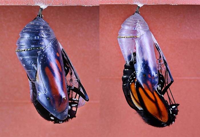 Metamorphose and the birth of monarch butterfly