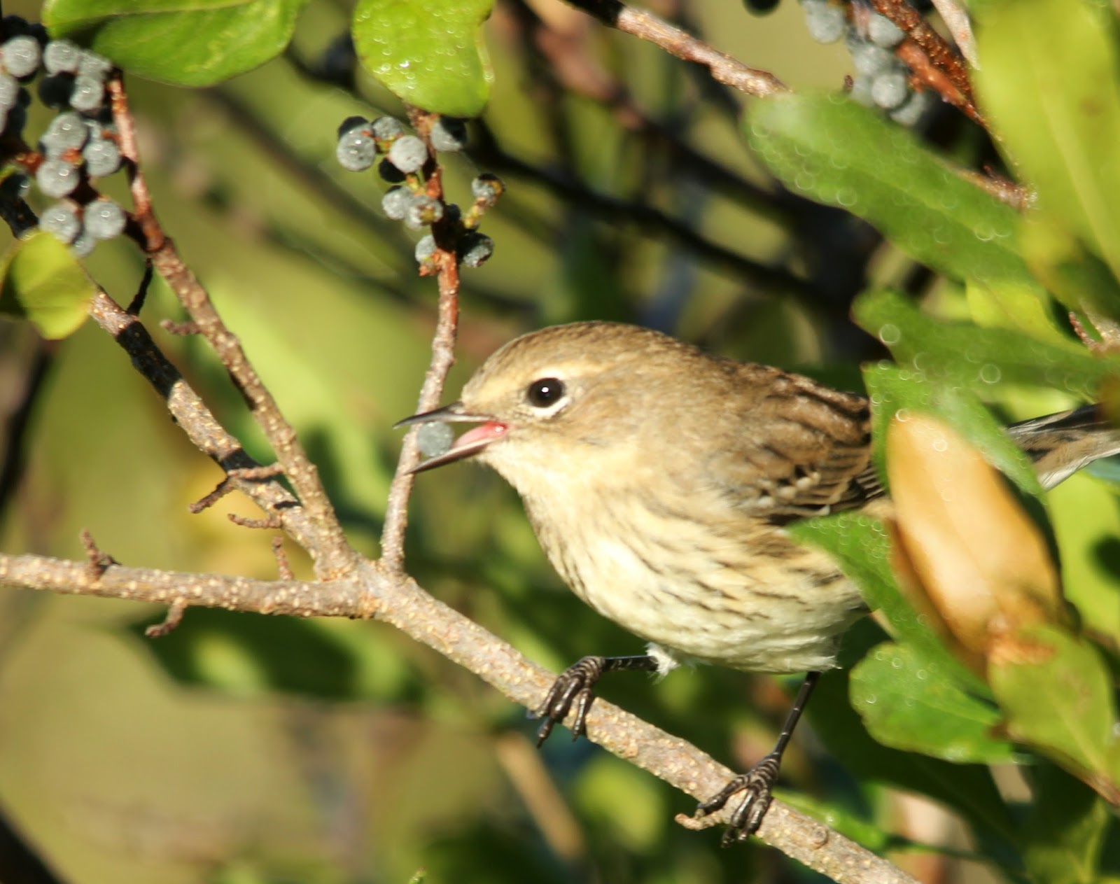 Here and There: Day 264 - 25th September 2017 - Song Sparrow, Yellow Rumped Warbler and Grey Catbird