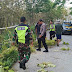 Anggota Koramil 0808/18 Panggungrejo Evakuasi Pohon Tumbang