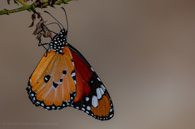 African Monarch Butterfly Bird & Butterfly Photography Training Practical Kirstenbosch Vernon Chalmers Photography