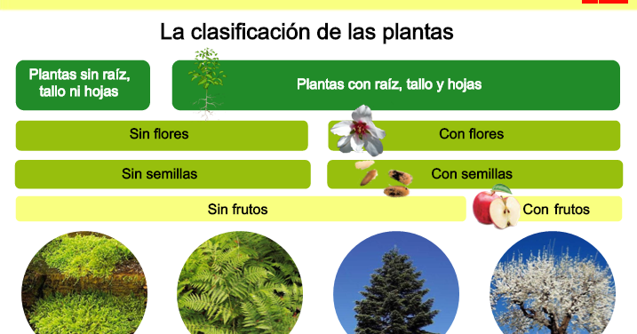la clasificaciòn de las plantas