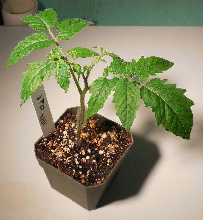 Gardening Matters Grafting Trees and Tomatoes