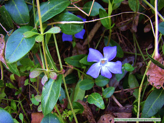 Fleurs d avril