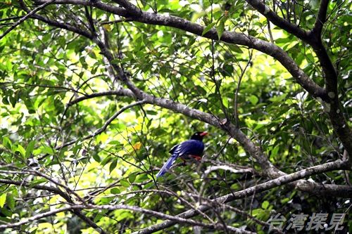 ヤマムスメ 臺灣藍鵲 台湾探鳥日記