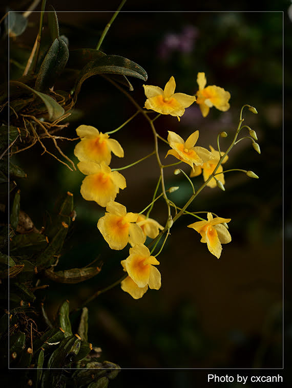 Dendrobium lindleyi