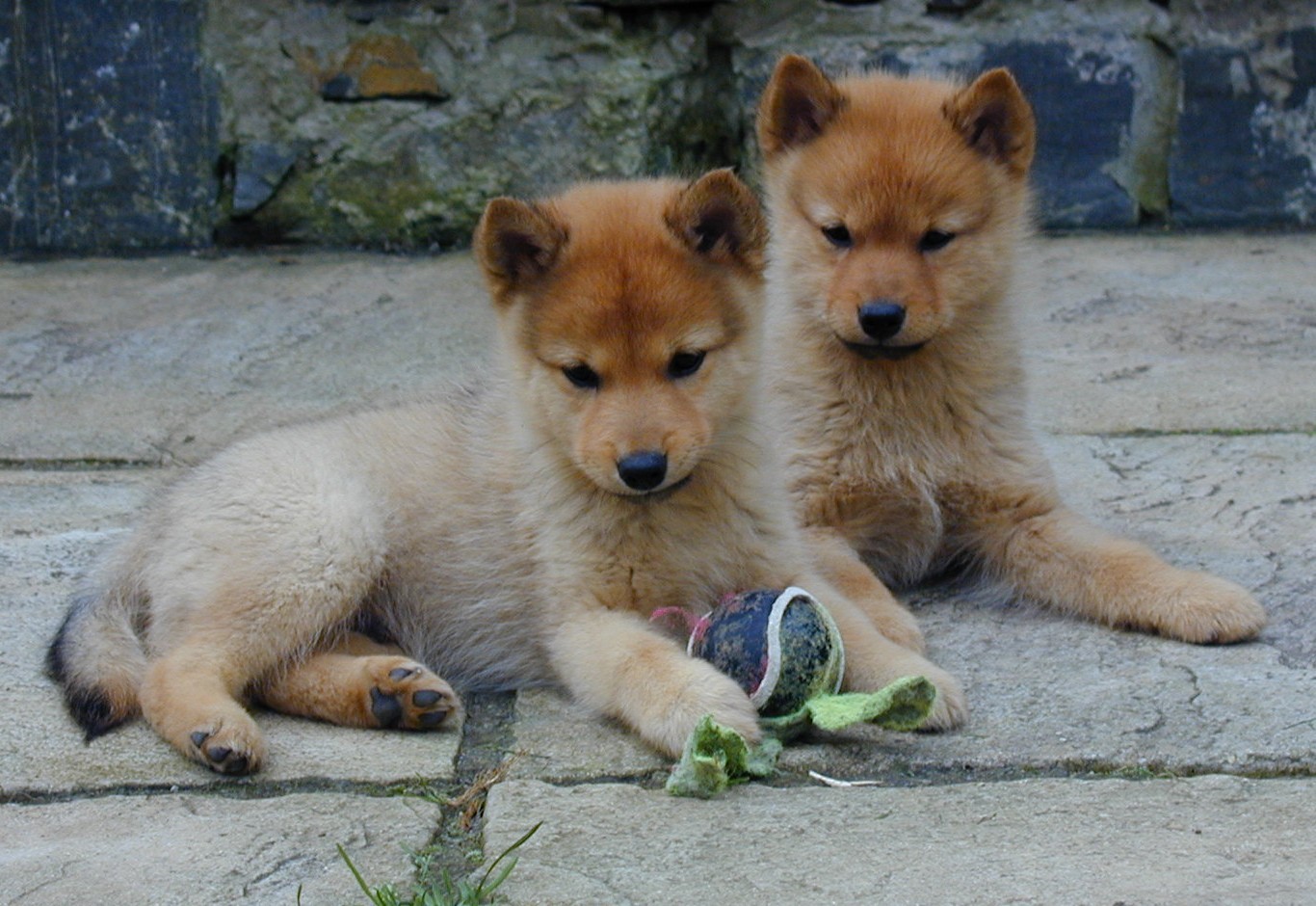 Puppy Pictures and Review Puppy Pictures and Review