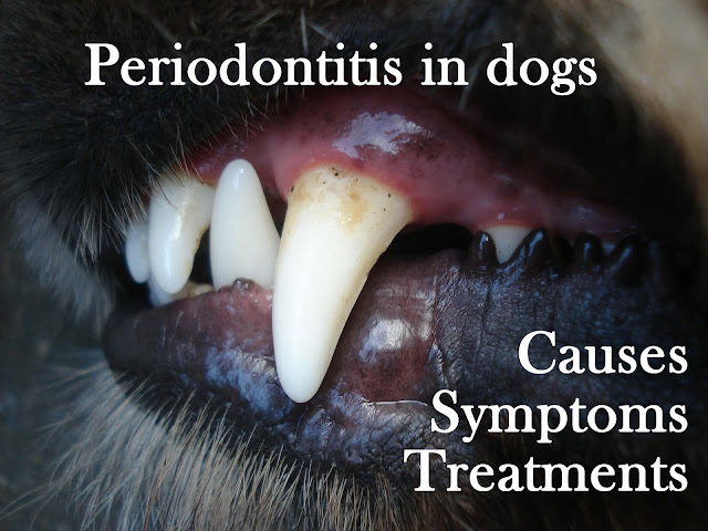 Periodontitis in dogs