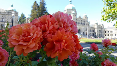 Roses in front of Victoria's Parliament Buildings