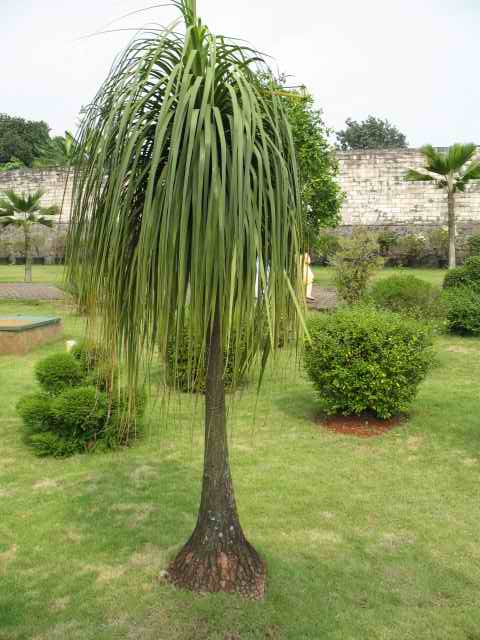 Tanaman Hias Nolina Tips Dan Trik Pertanian