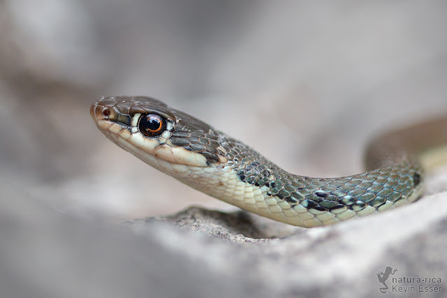Platyceps najadum - Dahl's Whip Snake
