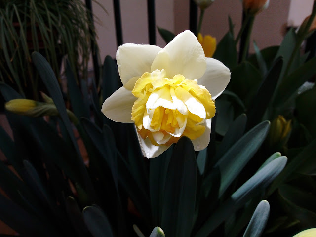 Narcisos (Narcissus "Golden Pearl").