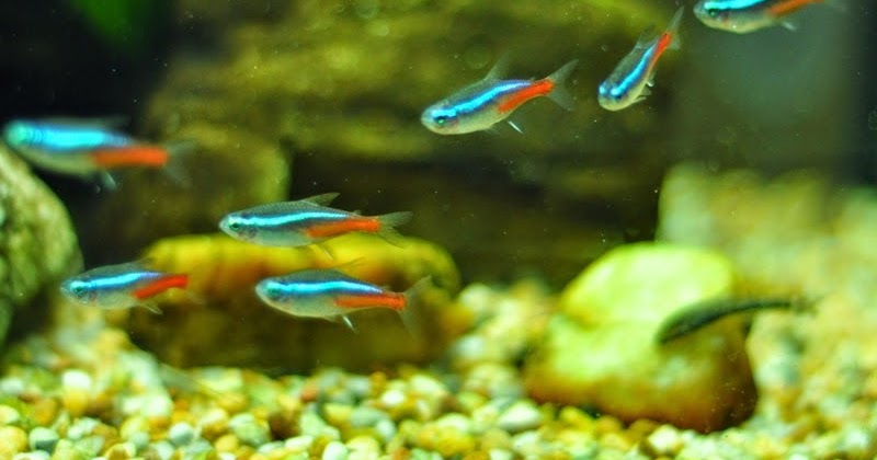 Ikan Neon Tetra