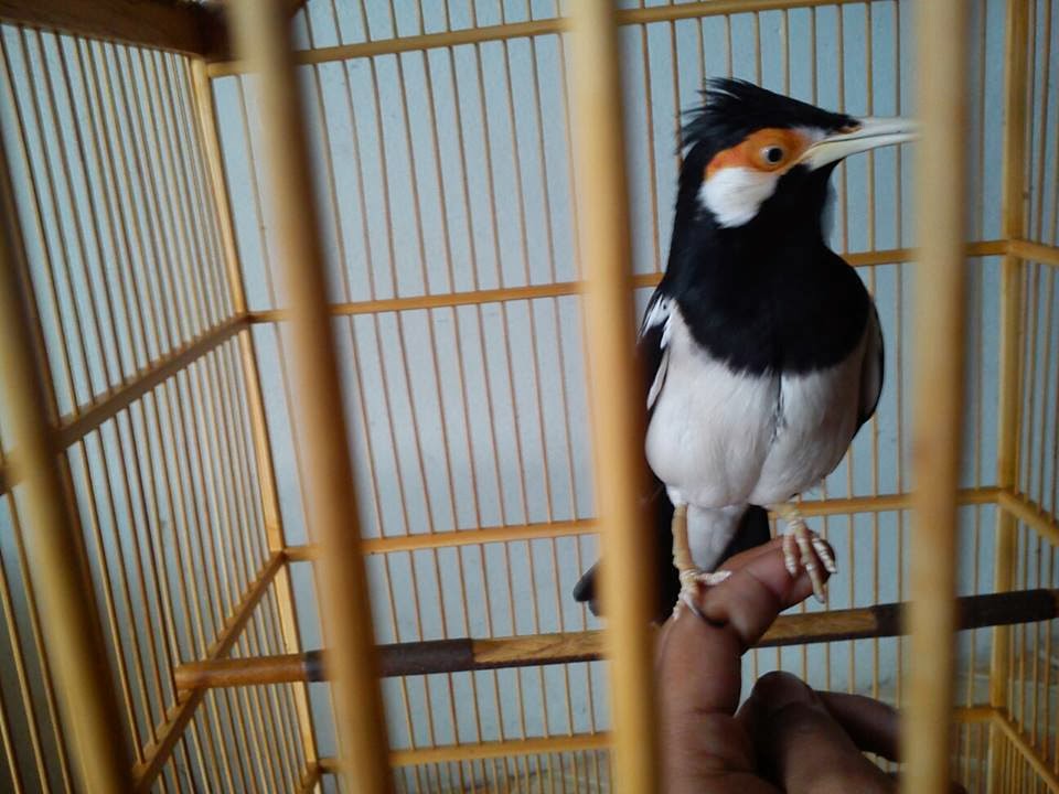 Harga Burung Di Bogor - Jual Burung bogor - Work On The Internet - NANDY MD