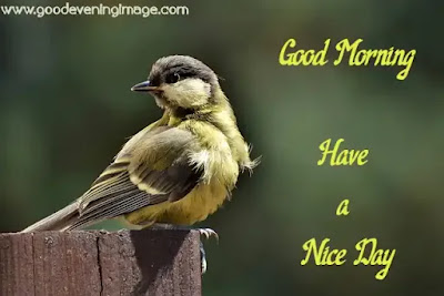 Good Morning Pics Good Morning Pics