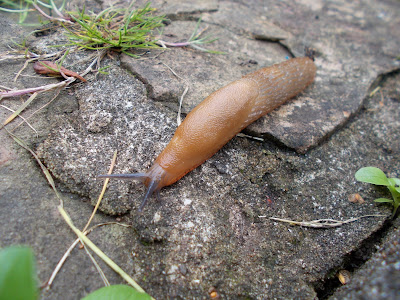 Slug Green Fingered Blog