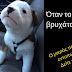 Το θηρίο ...βρυχάται !