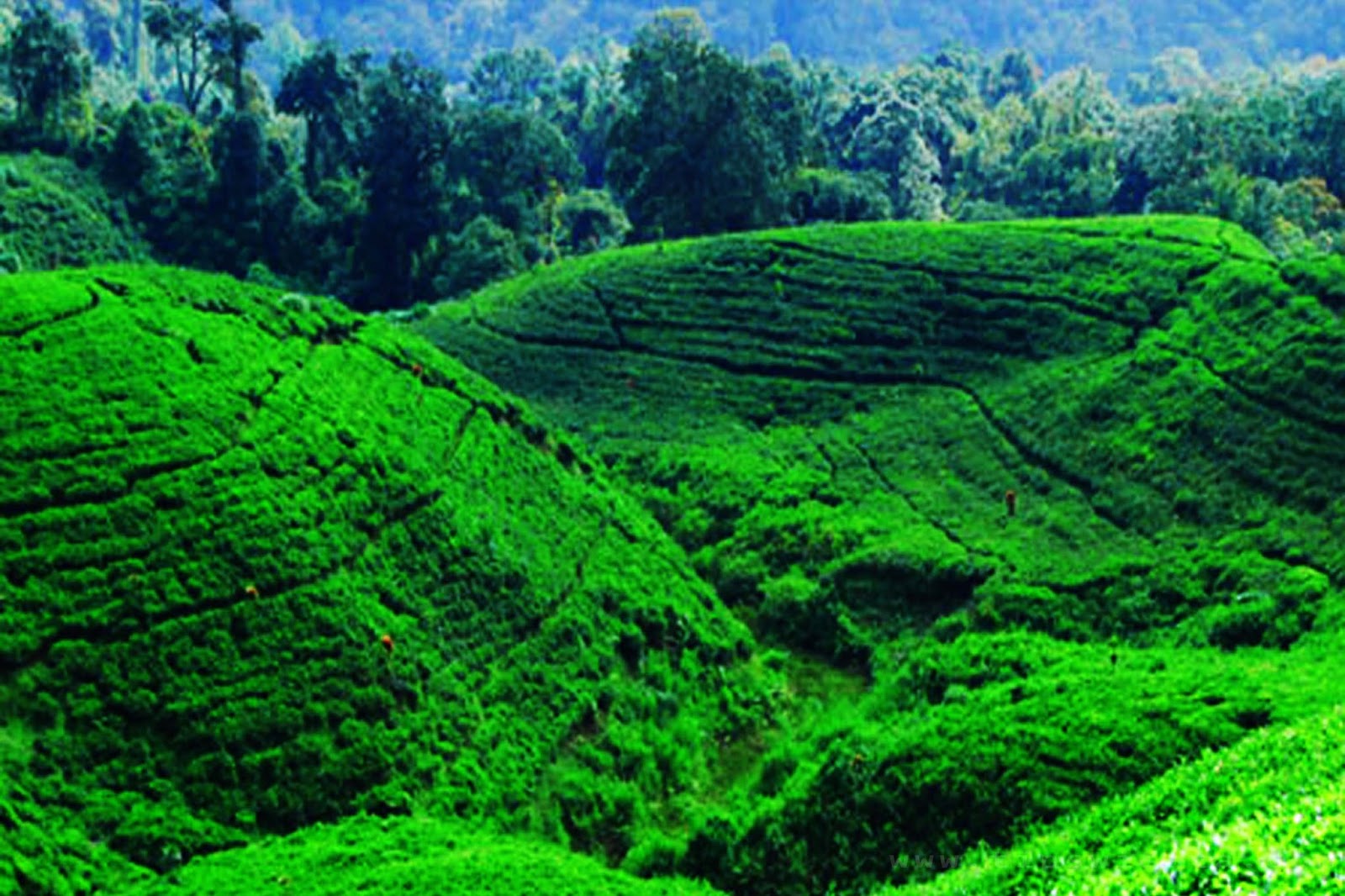 Agrowisata Kebun Teh Jamus Ngawi Jawa Timur Sakerapedia