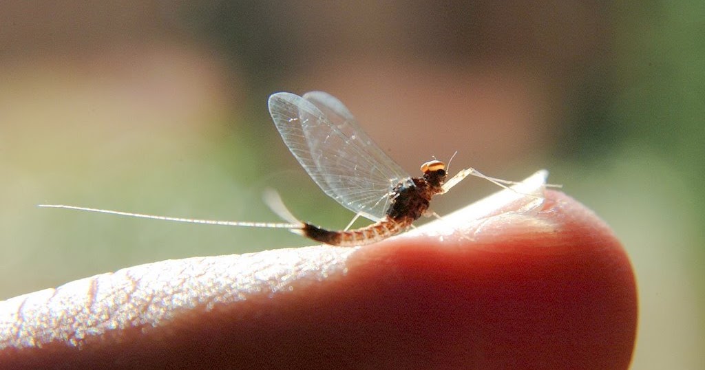 French Flies Upwinged Flies in the Kitchen