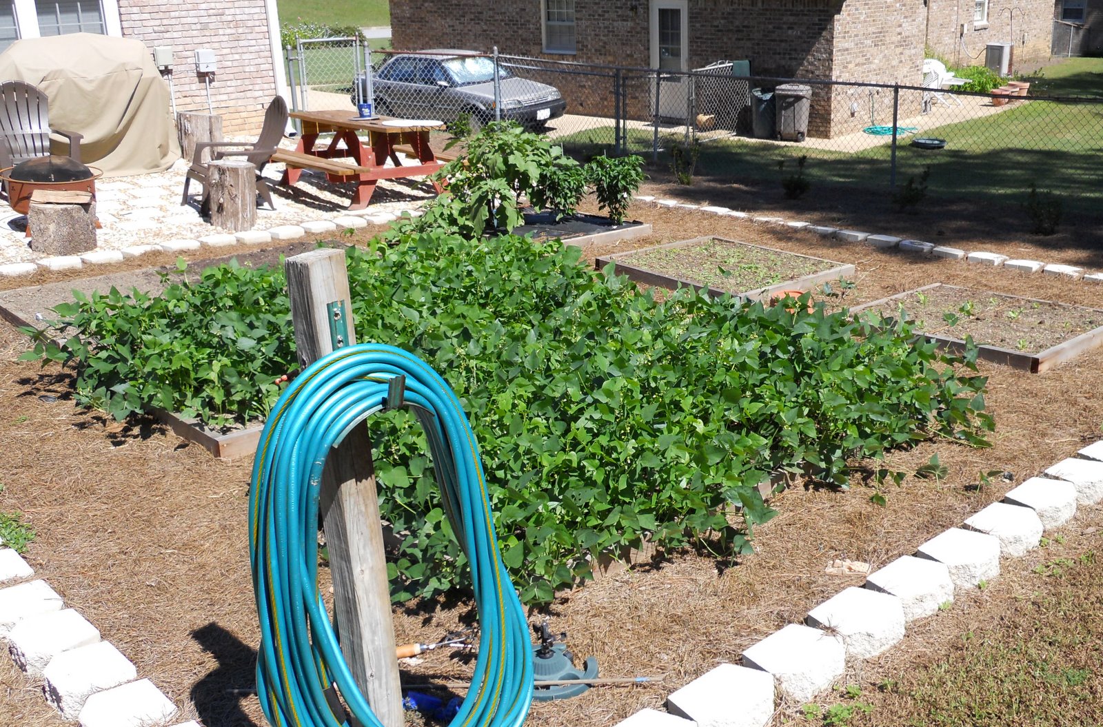 Georgia Home Garden: Garden Pictures - October 3rd