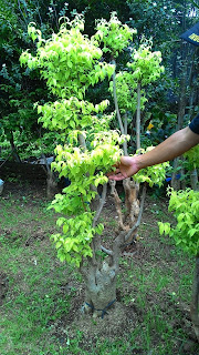 kami tukang taman minimalis menjual pohon bonsai anting putri dengan harga paling murah cocok untuk taman minimalis