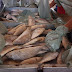 Prefeitura de Mairi faz entrega do tradicional peixe da Semana Santa