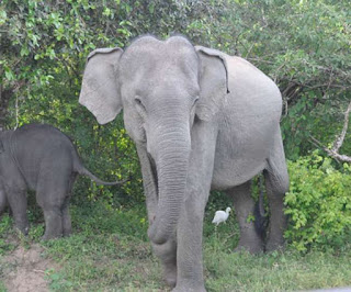 16 06 2019 elephantsinharidwargt 19317767