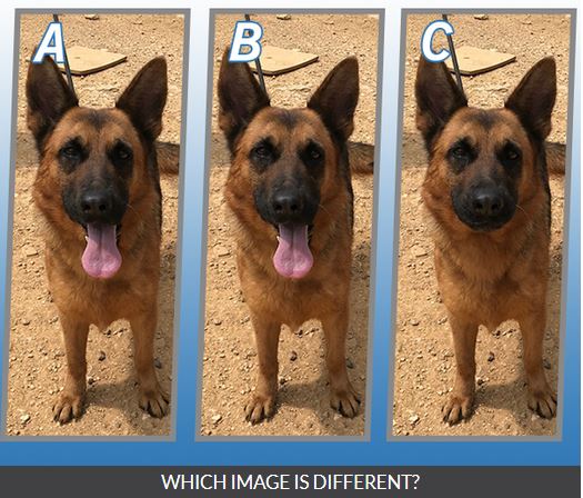 Quiz Diva Spot The Difference Puppy Answers Score 100 Myneo