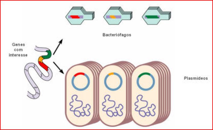 Biblioteca de genes; Biblioteca del ADN; Biblioteca cDNA; Biblioteca cADN