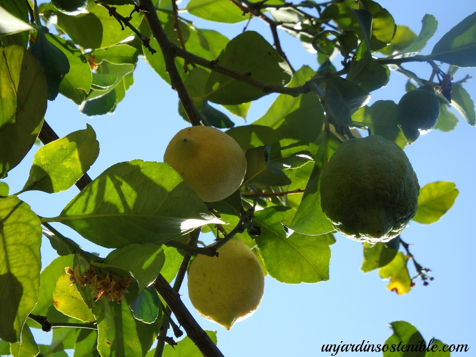Citrus Limón (Limonero) Los Cítricos y sus cuidados.