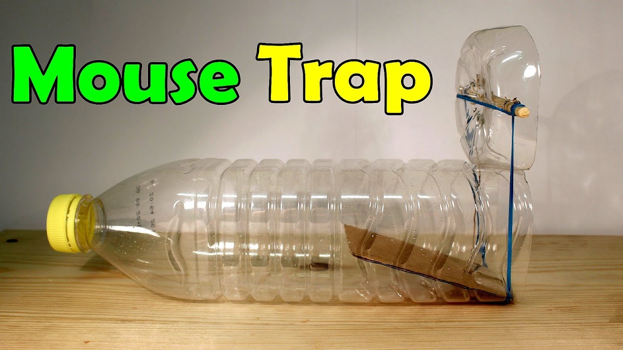 Humane Mouse Trap Diy DIY Choices