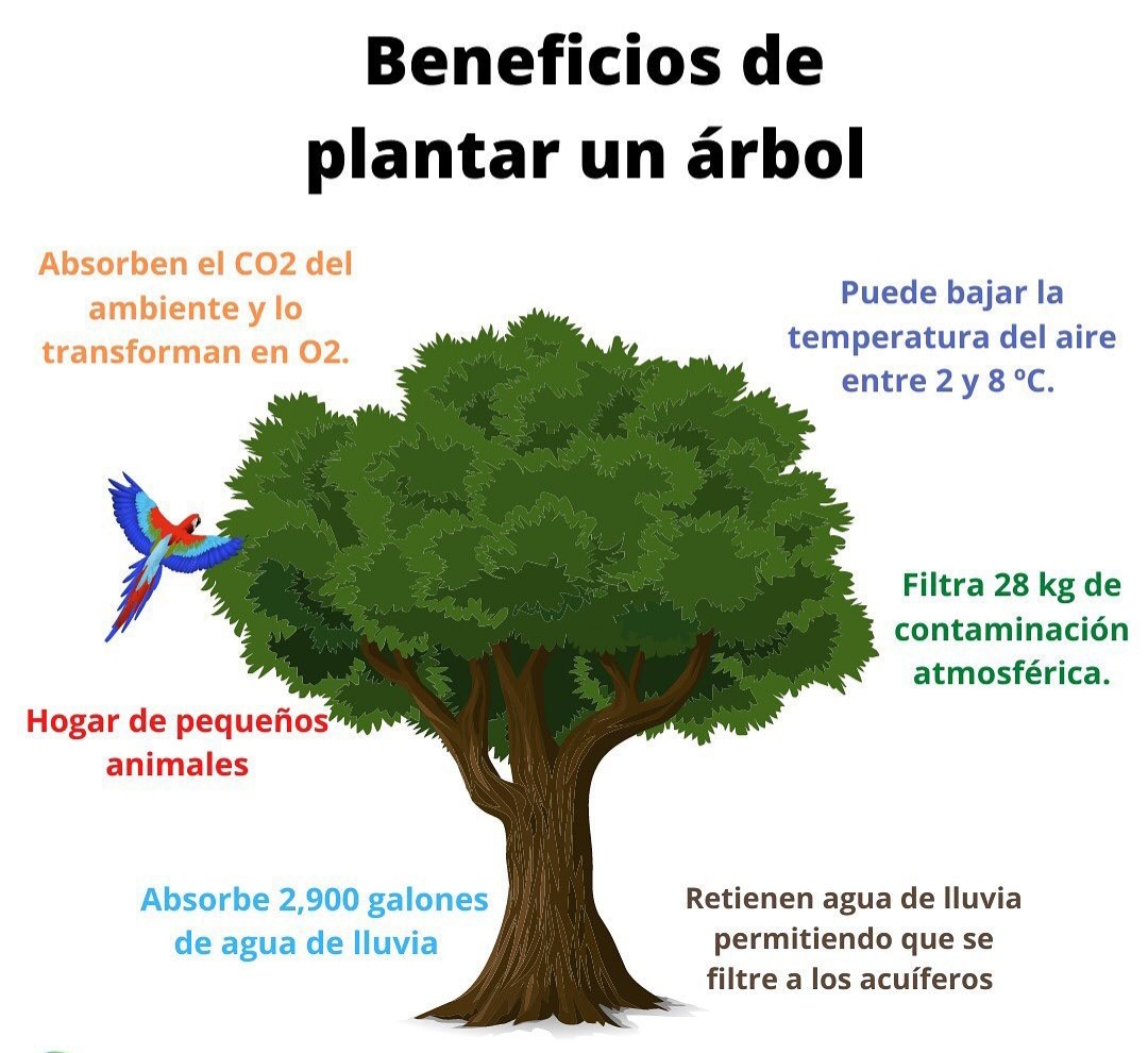 Proyecto CEHS IES Batalla de Clavijo: ¿Cuáles son los beneficios de plantar  un árbol?