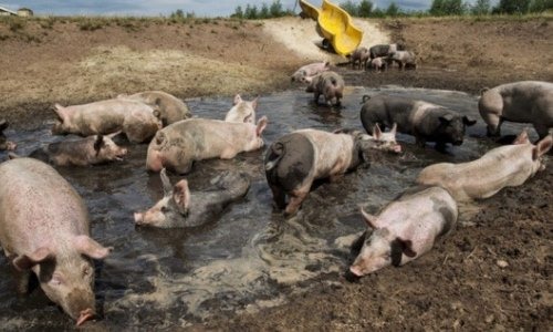 CURIOSIDADES SOBRE OS PORCOS | POR QUE É QUE SE ENFIAM NA LAMA?