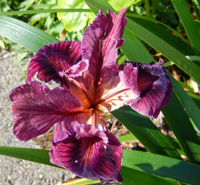 World of Irises: April 2015