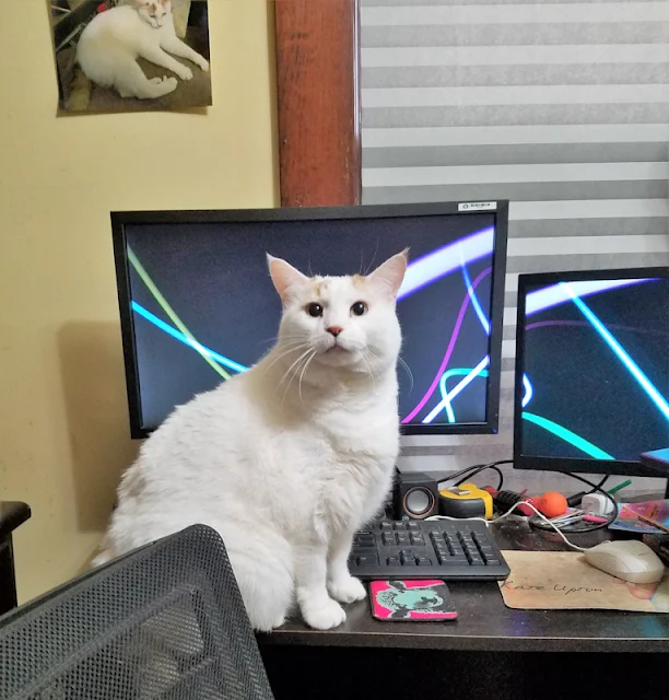 Wife went back to the office this week, her favorite cat is waiting sadly at her empty desk. Photo: Reddit.com user: u/HawkTheHawker
