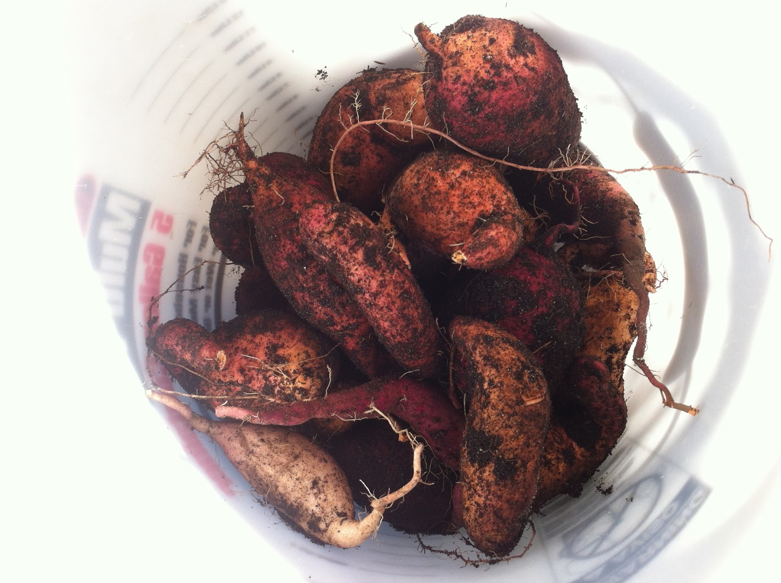 Food Garden College Why "Cure" Sweet Potatoes After Harvesting?