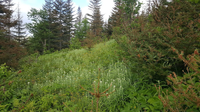 Sentier en direction vers le mont Vallières-de-Saint-Réal