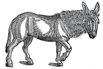 The Platinum Donkey