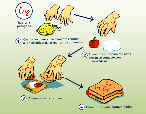 contaminación en los alimentos : noviembre 2015