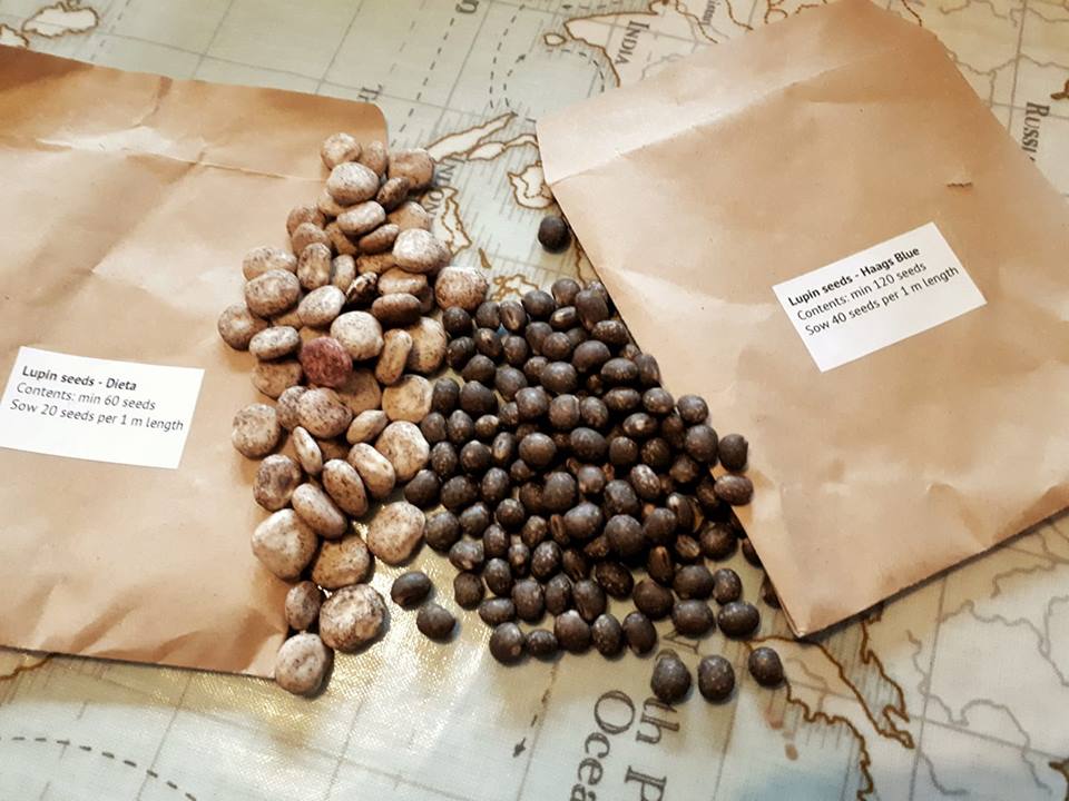 An English Homestead Edible Lupins