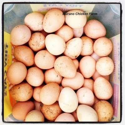 Bucket of guinea fowl eggs