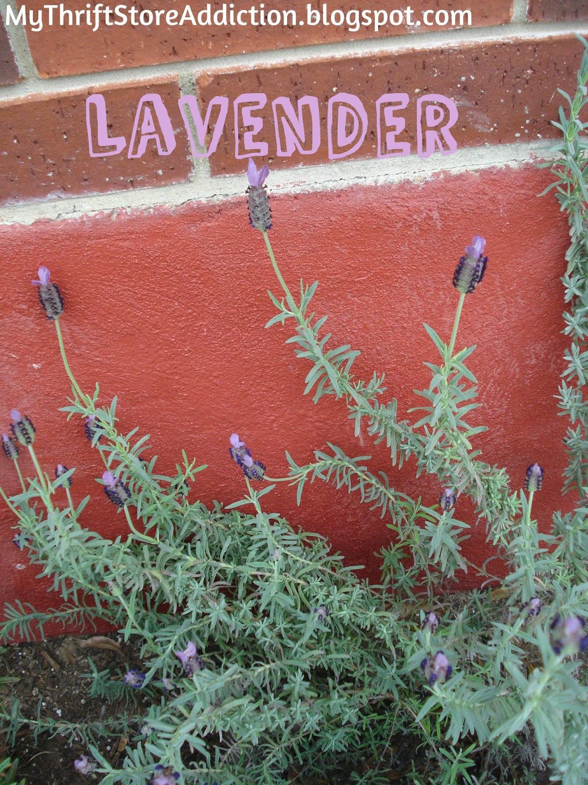 Health benefits of herbs lavender