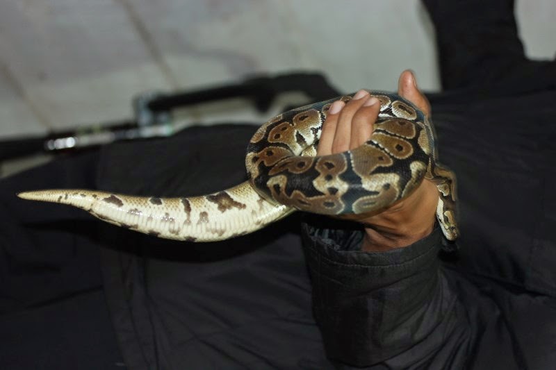 Jual Ular Retic Ball Phyton Jambi Murah Hewan Indonesia dan Jual Beli