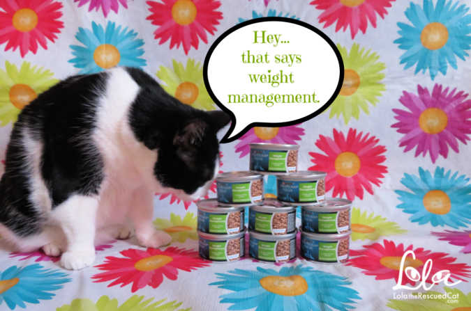 Lola The Rescued Cat Purina Pro Plan Focus Weight Management Cat