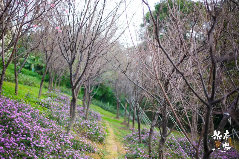 鶯歌永吉公園IG網美景點|炮仗花、櫻花齊登場還有3D立體彩繪步道