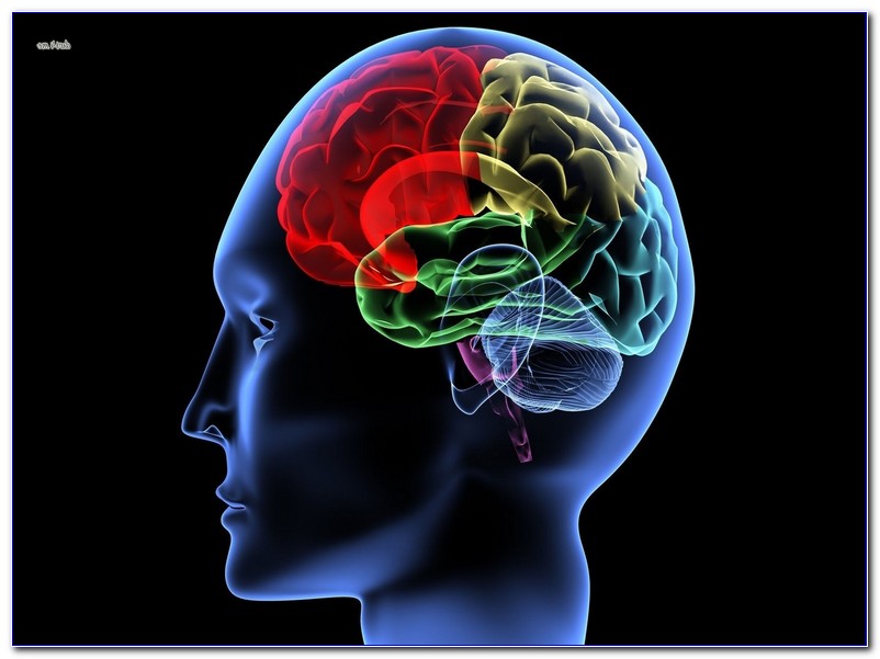 Ucsd human biology image