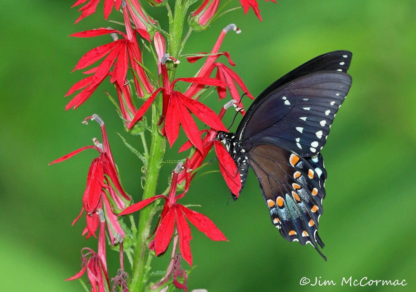 Ohio Birds and Biodiversity Cardinalflower, rare in white, and pollinating swallowtails