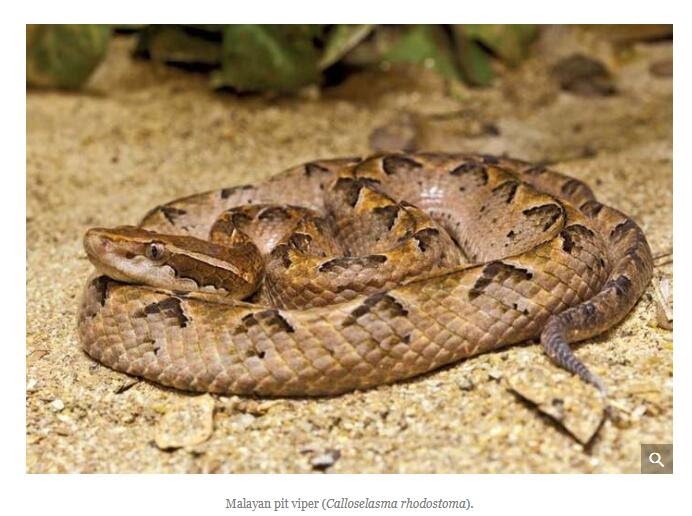 Pit viper snake
